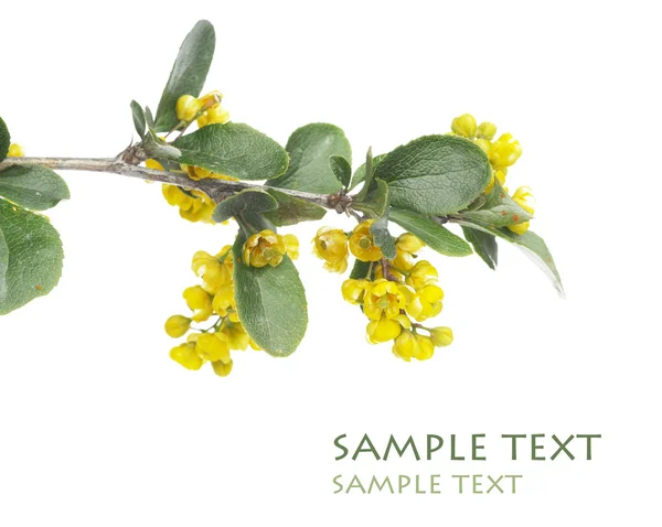 Mooie gele bloemen en groene bladeren tegen witte achtergrond — Stockfoto