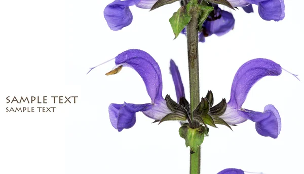 Lente concept. jonge opkomende flora tegen witte achtergrond — Stockfoto