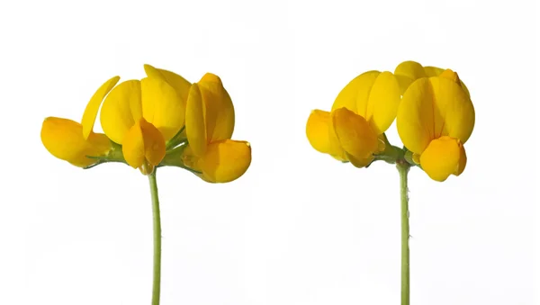 Lovely yellow flowers against white background — Stock Photo, Image