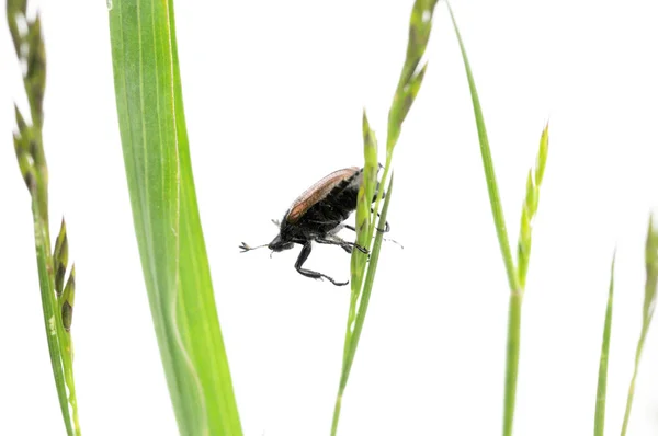 フローラと白い背景の昆虫 — ストック写真