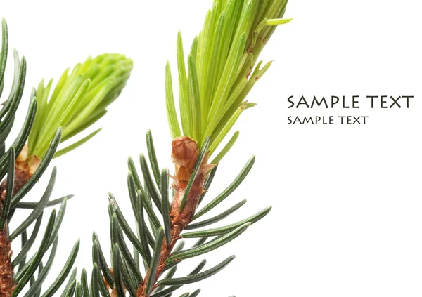 Detail listoví krásné jedle bílé pozadí — Stock fotografie