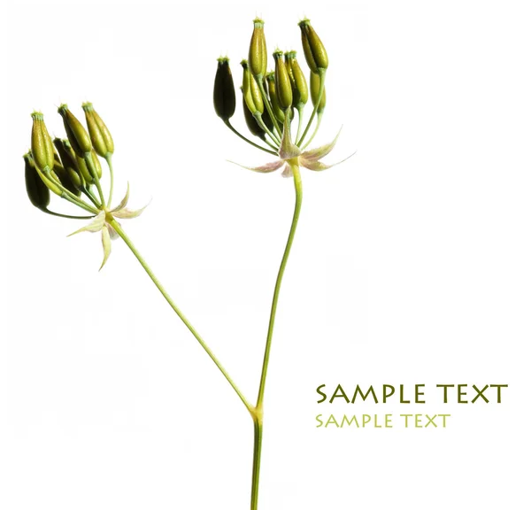 Opkomende jonge plant tegen witte achtergrond, en overvloed van ruimte voor tekst — Stockfoto