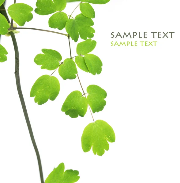 Zöld levelek, fehér háttér — Stock Fotó