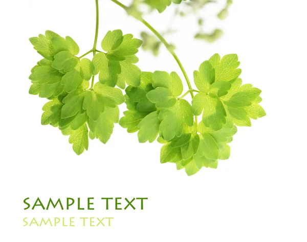 Grüne Blätter vor weißem Hintergrund — Stockfoto