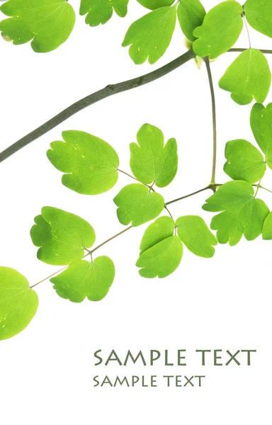 Folhas verdes contra fundo branco — Fotografia de Stock