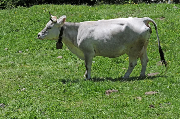 Uma vaca no perfil — Fotografia de Stock