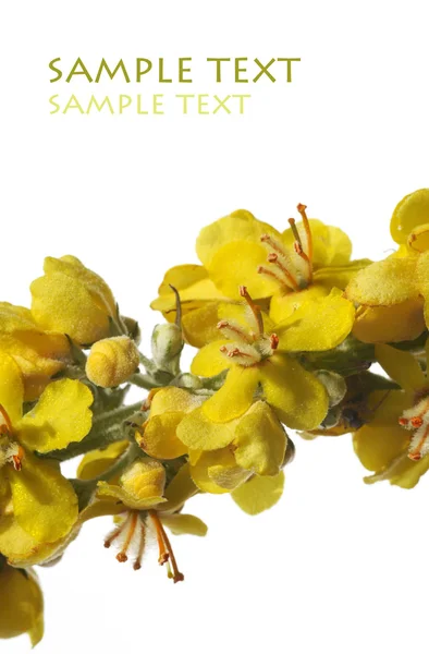 Szép sárga virágok fehér háttér — Stock Fotó