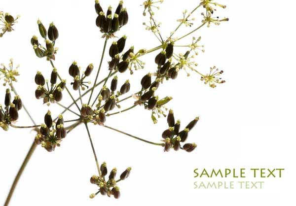 Egyszerű növény fehér háttér — Stock Fotó
