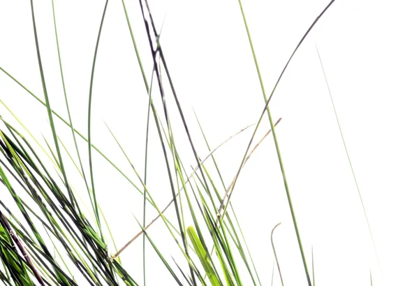 Beyaz arka plan yeşil flora — Stok fotoğraf