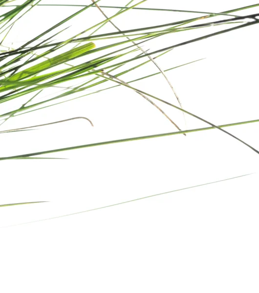 Beyaz arka plan yeşil flora — Stok fotoğraf