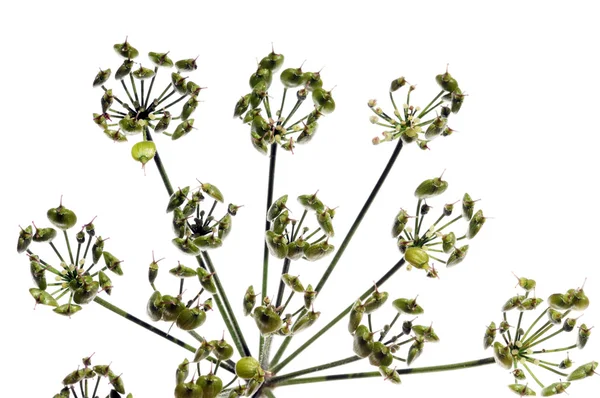 흰색 배경에 대 한 간단한 식물 — 스톡 사진