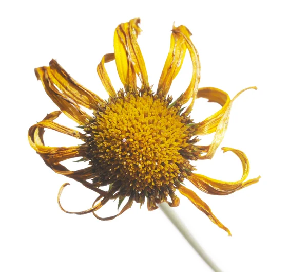 Dried yellow flower against white background — Stock Photo, Image