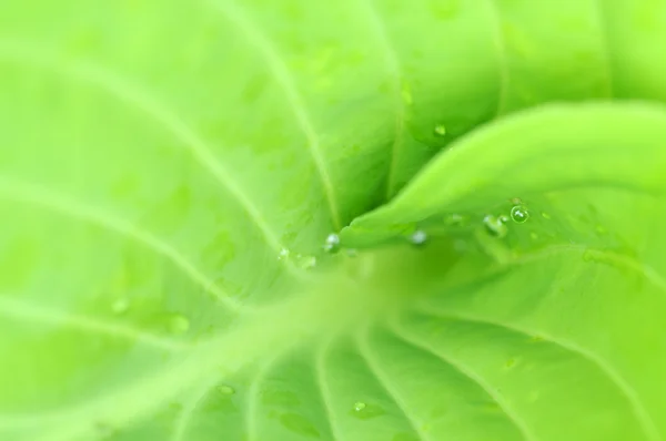 Härlig närbild av ett grönt blad — Stockfoto