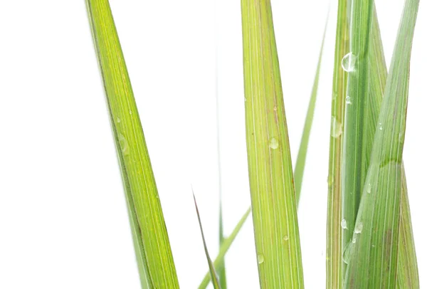흰색 배경 여름 식물 — 스톡 사진