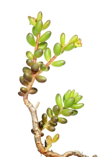Emergente planta jovem contra fundo branco — Fotografia de Stock