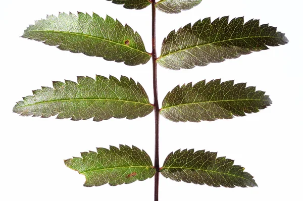 Junge grüne Blätter vor weißem Hintergrund — Stockfoto