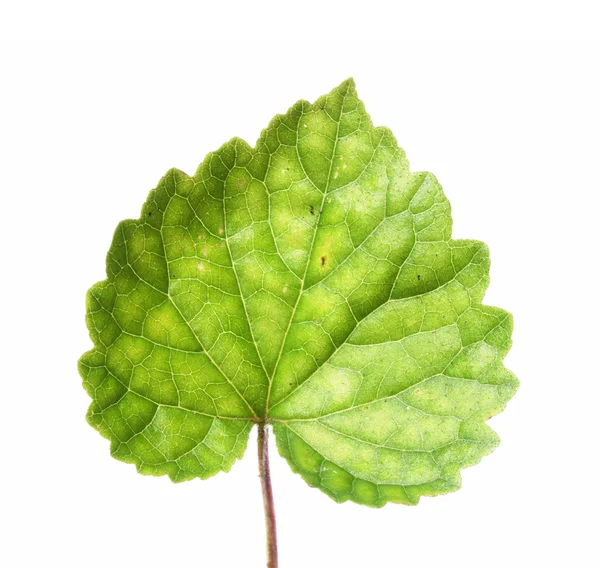 Zelený list ve tvaru srdce proti Bílému pozadí — Stock fotografie