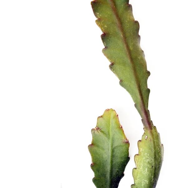 Bladeren van een cactus plant tegen witte achtergrond — Stockfoto