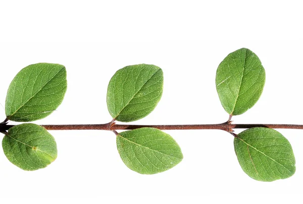 Grüne Blätter vor weißem Hintergrund — Stockfoto