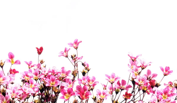 Beyaz arka plan güzel kırmızı çiçekler — Stok fotoğraf