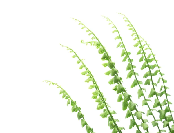 Зелене листя на білому тлі — стокове фото