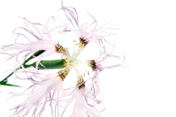 Lichtpaarse bloemen tegen witte achtergrond — Stockfoto