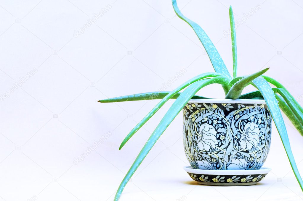 An aloe vera plant in a beautiful pot against white background