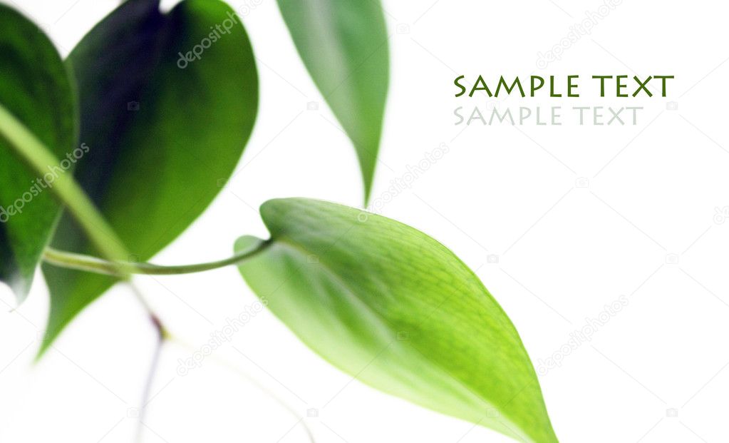 Young green leaves against white background and space for text