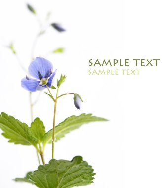 Beautiful blue flowers (forget-me-nots) and its unopened buds against white background clipart