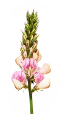 Beautiful white-pink flowers against white background clipart