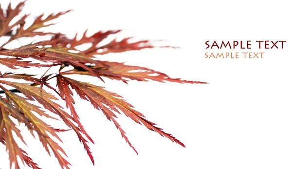 Schönes abstraktes Bild von Zweigen mit jungen roten Blättern vor weißem Hintergrund — Stockfoto