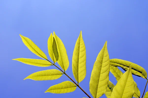 Young green leaves against blue background — Stock Photo, Image