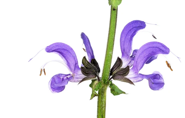 Hermosa flor púrpura sobre fondo blanco — Foto de Stock