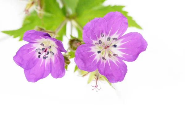 Lovely purple flowers against white background — Stock Photo, Image