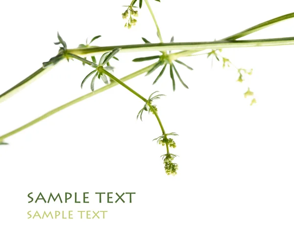 Jonge groene bladeren tegen witte achtergrond en veel ruimte voor tekst — Stockfoto