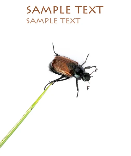 Pequeño escarabajo y hierba sobre fondo blanco — Foto de Stock