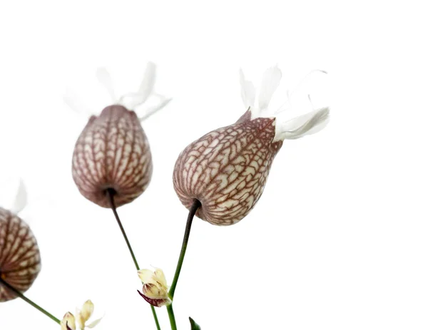 Αναδυόμενες νεαρό φυτό λευκό φόντο και άφθονο χώρο για κείμενο — Φωτογραφία Αρχείου