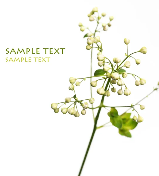 Jovens folhas verdes contra fundo branco e muito espaço para texto — Fotografia de Stock