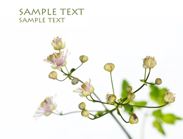 Jonge groene bladeren tegen witte achtergrond en veel ruimte voor tekst — Stockfoto