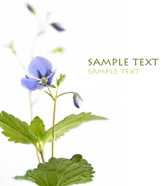 Beautiful blue flowers (forget-me-nots) and its unopened buds against white background — Stock Photo, Image