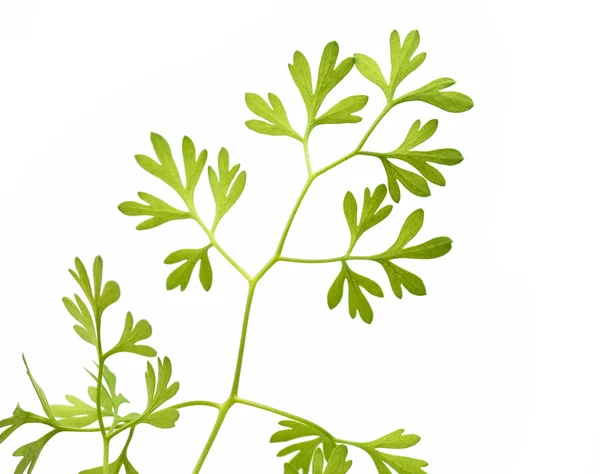 Junge grüne Blätter vor weißem Hintergrund und viel Platz für Text — Stockfoto