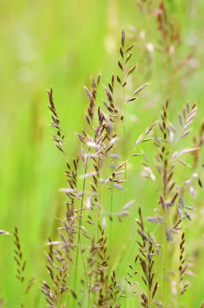 抽象的な草の表面 — ストック写真