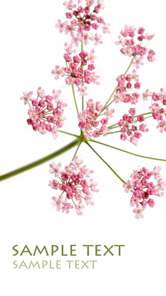 아름 다운 푸른 꽃 (forget-me-nots)와 흰색 배경에 대 한 그 개봉된 싹 — 스톡 사진