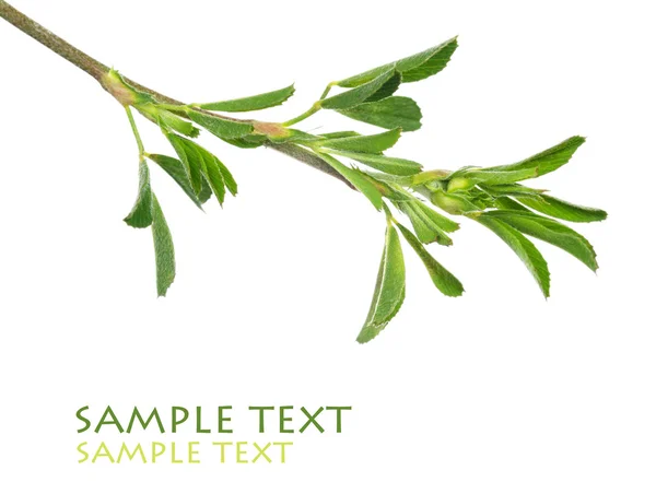 Les jeunes feuilles vertes sur fond blanc et beaucoup d'espace pour le texte — Photo