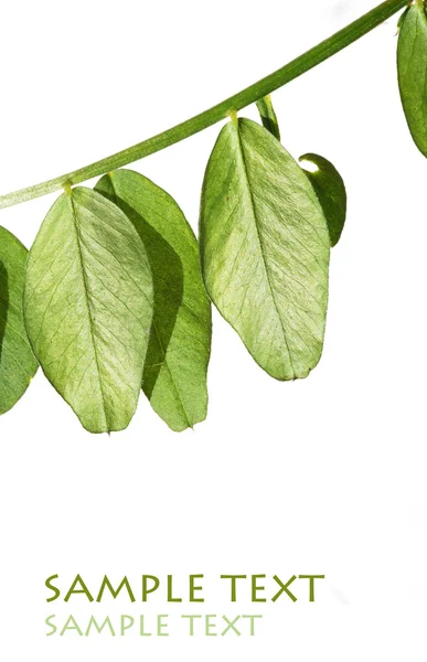 젊은 녹색 잎 백색 배경 — 스톡 사진