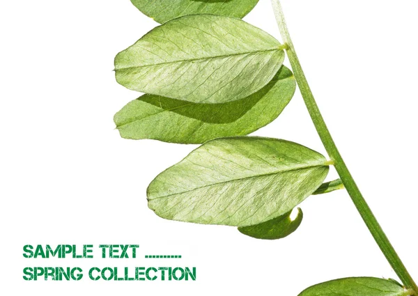 Hojas verdes jóvenes sobre fondo blanco y mucho espacio para el texto — Foto de Stock
