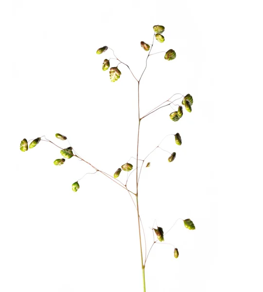 Fiatal flowerses fehér háttér — Stock Fotó