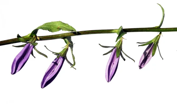 Ihana vaalea violetti kukka valkoista taustaa vasten — kuvapankkivalokuva