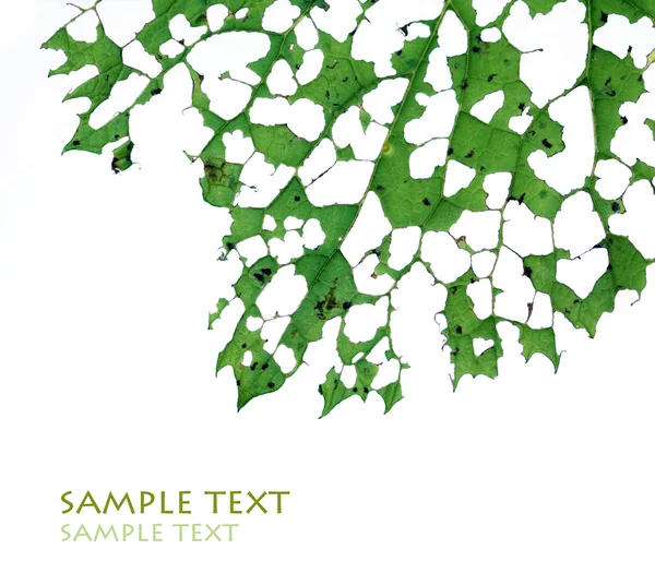 Молоде зелене листя з великою кількістю отворів на білому тлі і великою кількістю місця для тексту — стокове фото