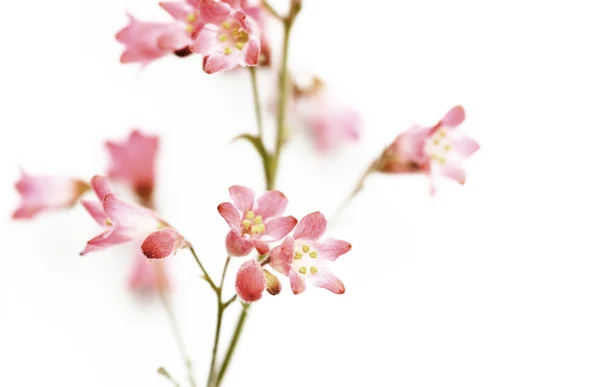 아름 다운 푸른 꽃 (forget-me-nots)와 흰색 배경에 대 한 그 개봉된 싹 — 스톡 사진